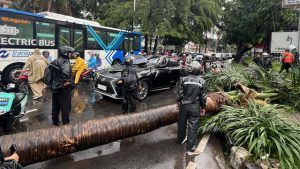 Pasca Pohon Palem Pondok Indah Timpa Mobil Lexus