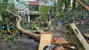 Pohon Tumbang di Tangerang Selatan Usai Hujan