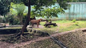 Penampakan Harimau Sumatera Sri Deli di Ragunan